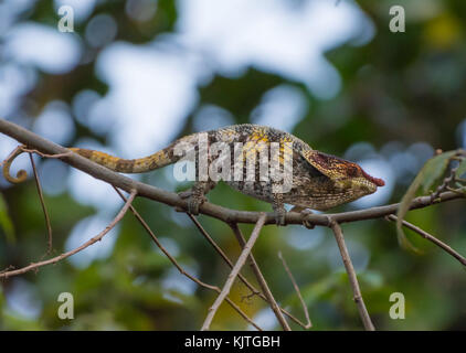 A colorful Short-horned Chameleon (Calumma brevicorne) on a branch. Andasibe Mantadia National Park. Madagascar, Africa. Stock Photo