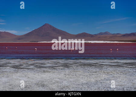 Photo taken in August 2017 in Altiplano Bolivia, South America: Pink Flamingos at Laguna Colorada Altiplano Bolivia Stock Photo