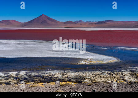 Photo taken in August 2017 in Altiplano Bolivia, South America: Pink Flamingos at Laguna Colorada Altiplano Bolivia Stock Photo