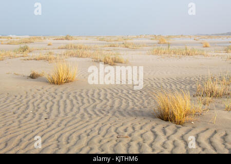 Ripples in the sand of a vast beach, grown with Sand couch grass Stock Photo