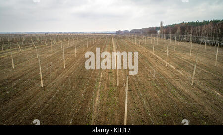 Aerial view on hops field. Field of hops after harvesting. Stock Photo