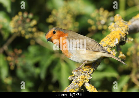 A pretty Robin (Erithacus rubecula) perched on a branch covered in lichen. Stock Photo