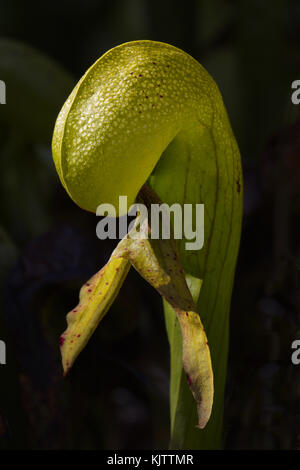 Carnivorous cobra lilies, a rare pitcher plant species, is protected at the Darlington Wayside, a state natural area, near Florence, Oregon. Stock Photo