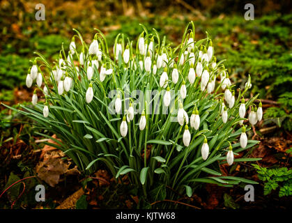 Cluster of wild snowdrops on woodland floor Stock Photo