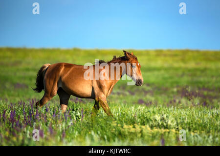 Foal of wild horses grazing on summer meadow Stock Photo