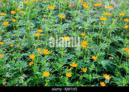 yellow daisy flower on field for background Stock Photo