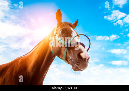 face of confidence face of racing horse with rope on blue sky background Stock Photo