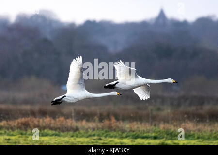 Burscough, Lancashire, UK RSPB Winter Feeding. 23rd November 2017.  Two Whooper Swans in full flight as the RSPB wardens call them in for the nightly feed before settling down for the night at the Martin Mere nature reserve in Burscough, Lancashire.  Credit: Cernan Elias/Alamy Live News Stock Photo