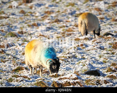Cumbria, UK. 25th November, 2017. sheep standing in snowy field as winter starts early in Cumbria Credit: Steve Holroyd/Alamy Live News Stock Photo
