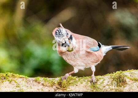 Aberystwyth, Ceredigion, Wales, UK. 26th November 2017. A jay foraging for acorns on a cold wet late autumn day in mid Wales. (C) Phil Jones/Alamy Live News Stock Photo