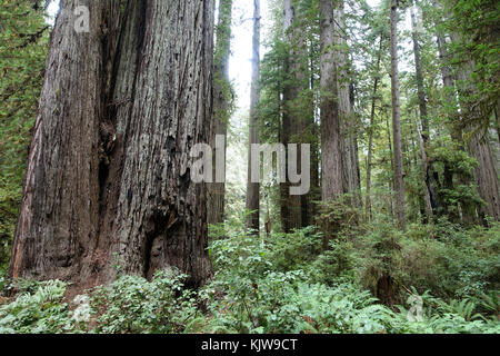 California, USA. 9th Sep, 2017. View of the trees at the Jebedida Smith Redwoods State Park in California, US, 9 September 2017. The area is part of the Redwood National and State Parks. The local California Redwood trees are some of the biggest trees in the world. Credit: Alexandra Schuler/dpa/Alamy Live News Stock Photo