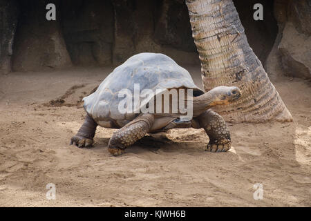 Galapagos Tortoise - gigantae , big turtle Stock Photo