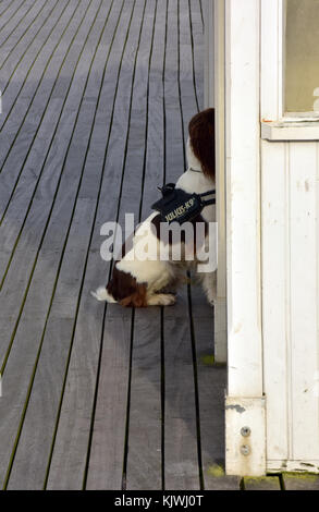 A springer spaniel dog sitting on a pier looking into a Victorian wooden shelter at Cromer on a dull day while the owner takes a rest. Walking the dog. Stock Photo