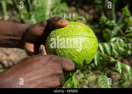 Zanzibar, Tanzania; A spice farmer cuts open one of his cultivated breadfruit. The fruit is rich in vitamin C, thiamin and potassium. Stock Photo