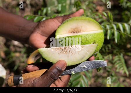 Zanzibar, Tanzania; A spice farmer cuts open one of his cultivated breadfruit. The fruit is rich in vitamin C, thiamin and potassium. Stock Photo