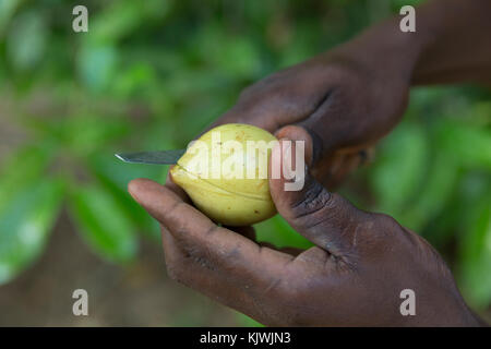 Zanzibar, Tanzania; A spice farmer cuts open a nutmeg growing at his spice farm. The spice has a distinctive pungent fragrance and is widely used as a flovouring. Stock Photo