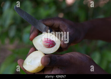 Zanzibar, Tanzania; A spice farmer cuts open a nutmeg pod to reveal the nutmeg inside.  The spice Mace is made from the red seed covering. Dried nutmeg and is widely used as a food flavouring. Stock Photo