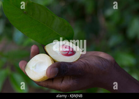 Zanzibar, Tanzania; A spice farmer cuts open a nutmeg pod to reveal the nutmeg inside.  The spice Mace is made from the red seed covering. Dried nutmeg and is widely used as a food flavouring. Stock Photo