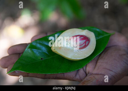 Zanzibar, Tanzania; A spice farmer cuts open a nutmeg pod to reveal the nutmeg inside.  The spice Mace is made from the red seed covering. Dried nutmeg and is widely used as a food flavouring. Stock Photo