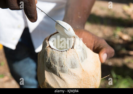 Zanzibar, Tanzania; A young farmer cuts open a coconut he has just picked on a spice farm on the island. Stock Photo