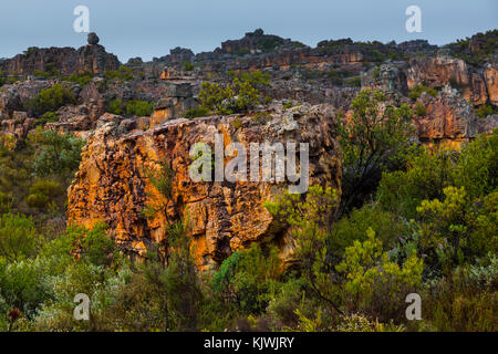 Pakhuis Pass, Wildflowers, Clanwilliam, Cederberg Mountains, Western Cape province, South Africa, Africa Stock Photo