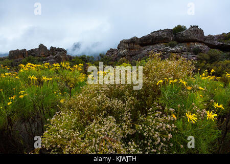 Pakhuis Pass, Wildflowers, Clanwilliam, Cederberg Mountains, Western Cape province, South Africa, Africa Stock Photo