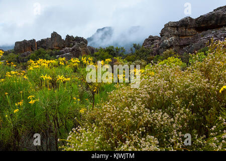 Pakhuis Pass, Wildflowers, Clanwilliam, Cederberg Mountains, Western Cape province, South Africa, Africa Stock Photo