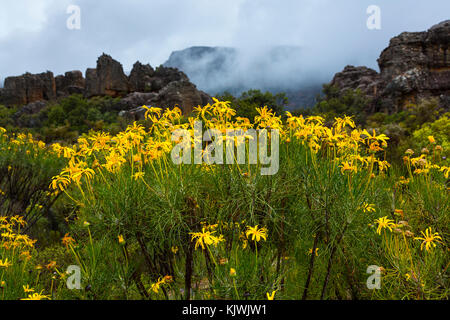 Pakhuis Pass, Wildflowers, Clanwilliam, Cederberg Mountains, Western Cape province, South Africa, Africa Stock Photo