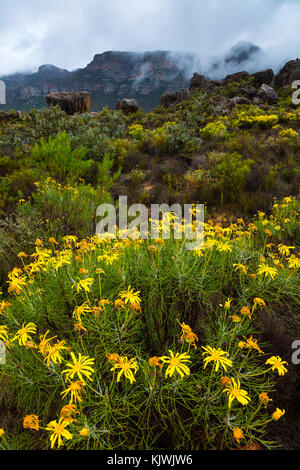 Pakhuis Pass, Wildflowers, Clanwilliam, Cederberg Mountains, Western Cape province, South Africa, Africa Stock Photo