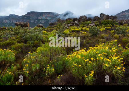 Pakhuis Pass, Wildflowers, Clanwilliam, Cederberg Mountains, Western Cape province, South Africa, Africa Stock Photo