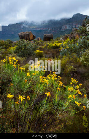 Pakhuis Pass, Wildflowers, Clanwilliam, Cederberg Mountains, Western Cape province, South Africa, Africa Stock Photo