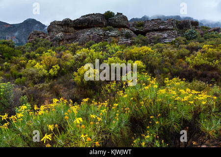 Pakhuis Pass, Wildflowers, Clanwilliam, Cederberg Mountains, Western Cape province, South Africa, Africa Stock Photo