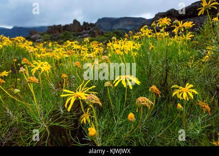 Pakhuis Pass, Wildflowers, Clanwilliam, Cederberg Mountains, Western Cape province, South Africa, Africa Stock Photo