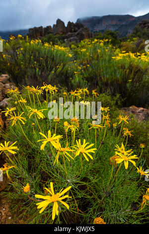 Pakhuis Pass, Wildflowers, Clanwilliam, Cederberg Mountains, Western Cape province, South Africa, Africa Stock Photo