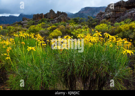 Pakhuis Pass, Wildflowers, Clanwilliam, Cederberg Mountains, Western Cape province, South Africa, Africa Stock Photo