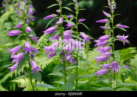 blossoming violet campanula flowers on a meadow Stock Photo