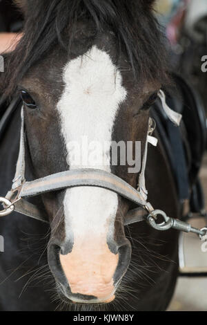 Horse's head from the front with a white badge Stock Photo