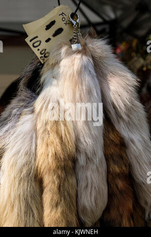 Several fox tails (fur, pelt) for trade, sale hanging on display, Canada. Stock Photo