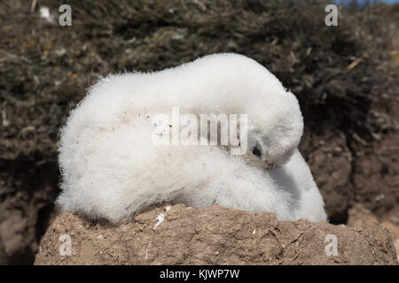 Young albatross chick sitting in nest, Falkland Islands Stock Photo