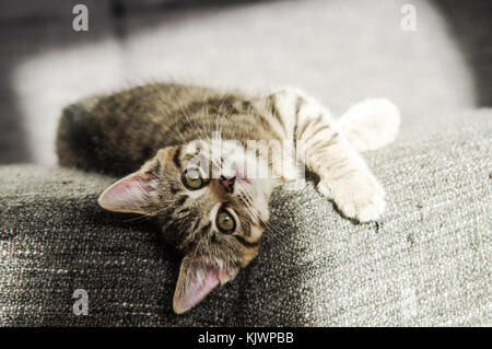 Adorable tabby rescue kitten relaxing on a sunlit sofa in her new home Stock Photo