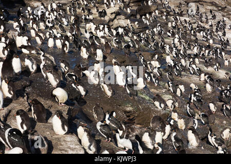 Rockhpper penguins on Saunders Island Stock Photo