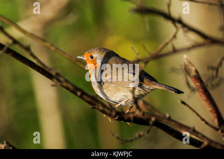 Robin redbreast sitting on a twig in Bedelands Nature Reserve, West Sussex Stock Photo