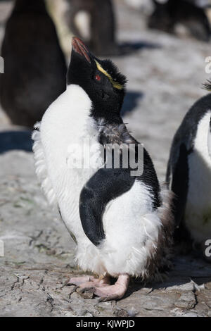 Rockhpper penguins on Saunders Island Stock Photo