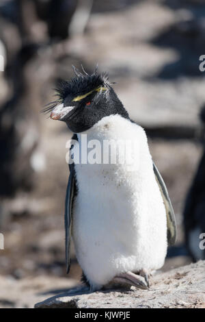 Rockhpper penguins on Saunders Island Stock Photo