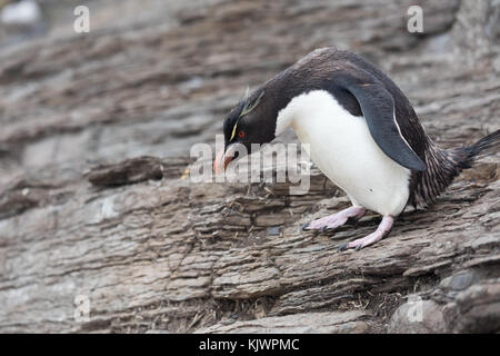 Rockhpper penguins on Saunders Island Stock Photo