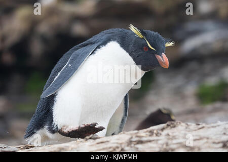 Rockhpper penguins on Saunders Island Stock Photo