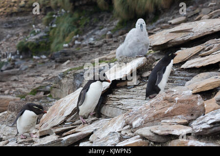 Rockhpper penguins on Saunders Island Stock Photo