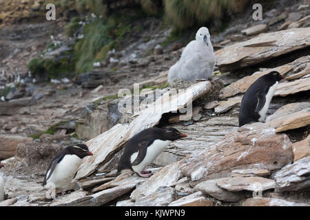 Rockhpper penguins on Saunders Island Stock Photo