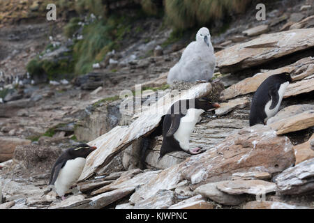 Rockhpper penguins on Saunders Island Stock Photo