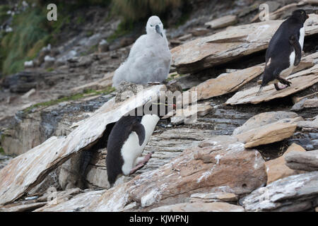 Rockhpper penguins on Saunders Island Stock Photo